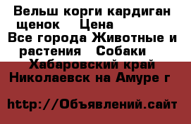 Вельш корги кардиган щенок  › Цена ­ 35 000 - Все города Животные и растения » Собаки   . Хабаровский край,Николаевск-на-Амуре г.